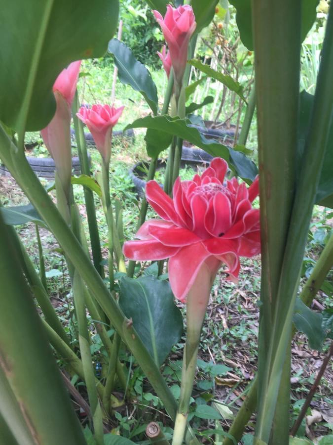 Meechok Organic Home Ao Nang Exterior foto